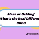 Mare or Gelding