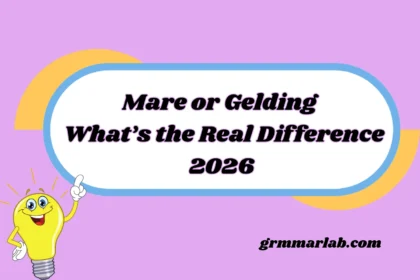 Mare or Gelding