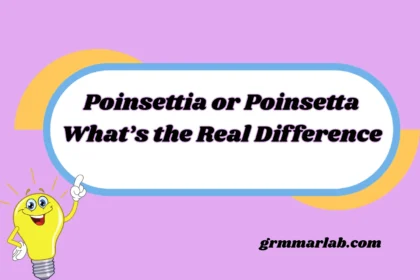 Poinsettia or Poinsetta