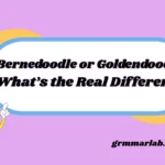 Bernedoodle or Goldendoodle
