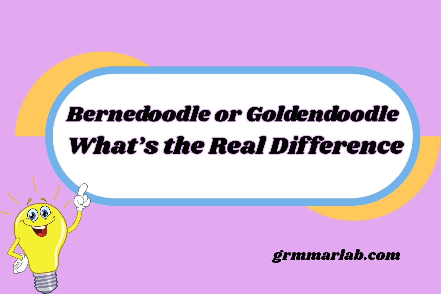 Bernedoodle or Goldendoodle