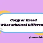 Corgi or Bread