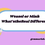 Weasel or Mink