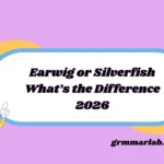 Earwig or Silverfish