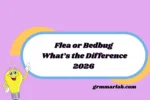 Flea or Bedbug