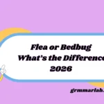 Flea or Bedbug