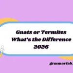 Gnats or Termites